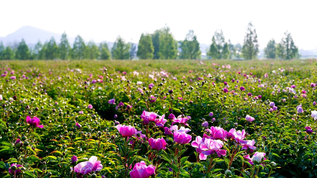 합천군, 작약꽃 수줍고 탐스럽게 울긋불긋..