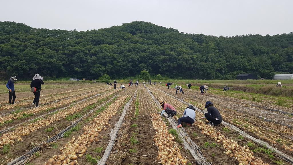 합천군 삼가면, 봄철 농촌일손돕기 실시