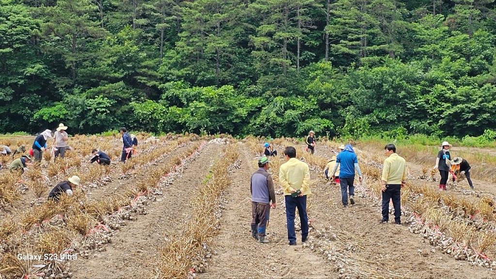합천군 안전총괄과·청덕면, 농촌일손돕기 실시