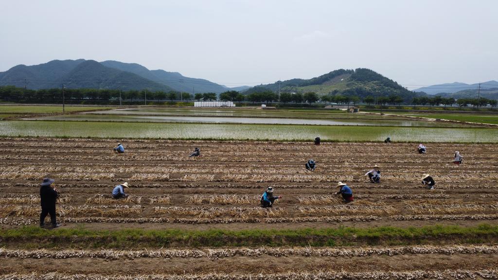 합천군 용주면, 관광진흥과와 함께 마늘 수확 일손돕기