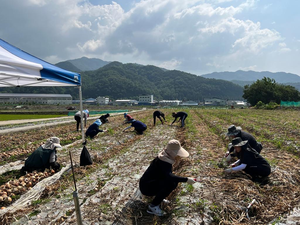 합천군 주민복지과, 양파 수확 일손돕기 실시