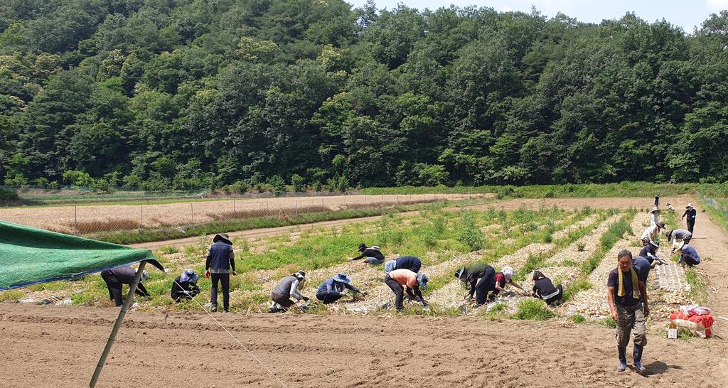 농촌진흥청 국립식량과학원 남부작물부, 양파수확 일손돕기 참여