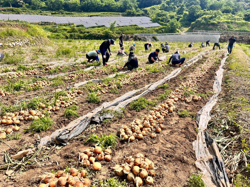 합천군 봉산면-상하수도과, 양파수확 농촌일손돕기 실시
