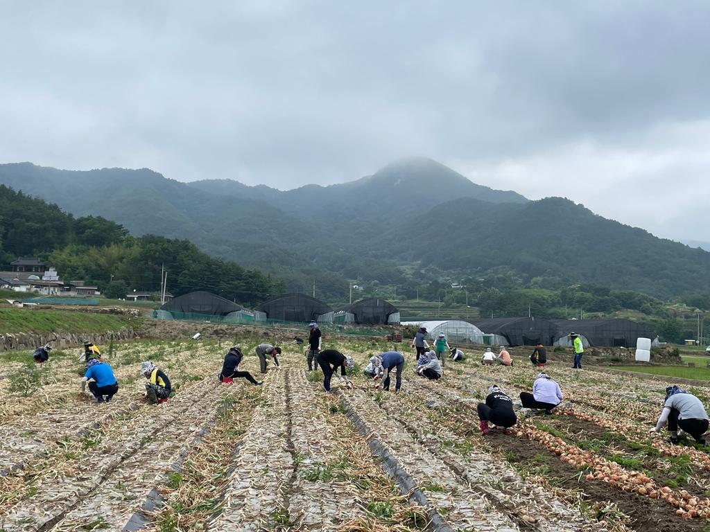 합천군 기획감사관·합천읍, 농촌일손돕기 실시