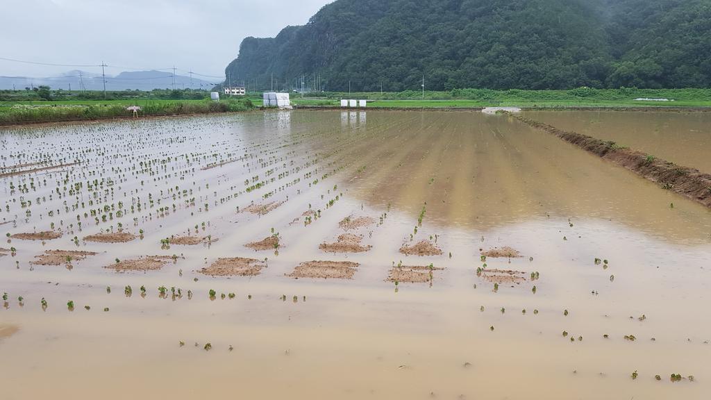 합천군, 여름철 집중호우대비 농작물 및 농업시설물 관리요령 안내 