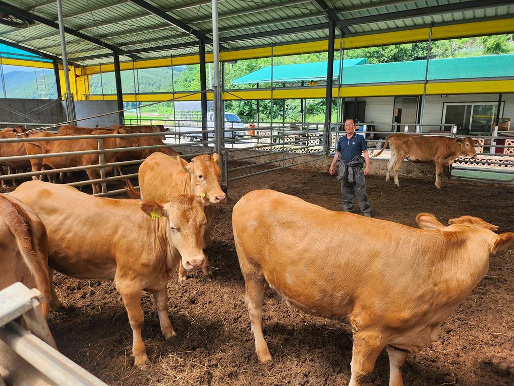 합천군 세쌍둥이 어미 소, 일 년 만에 또 쌍둥이 출산 !