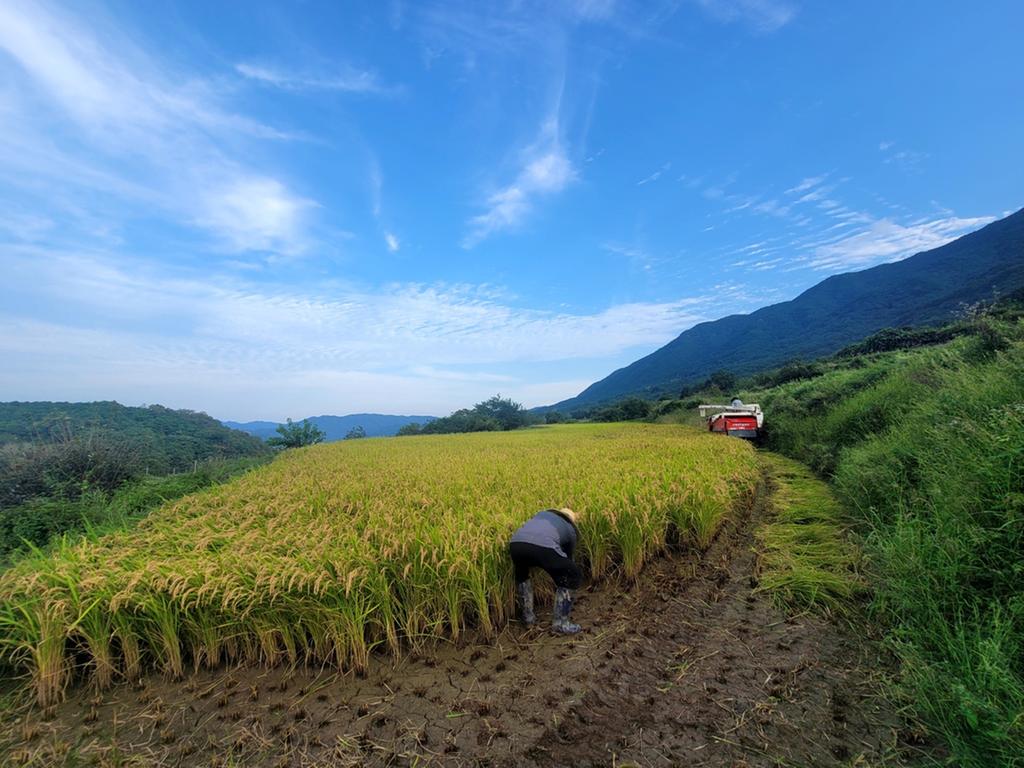합천군 가야면, 조생종 벼 ‘조평’ 첫 수확