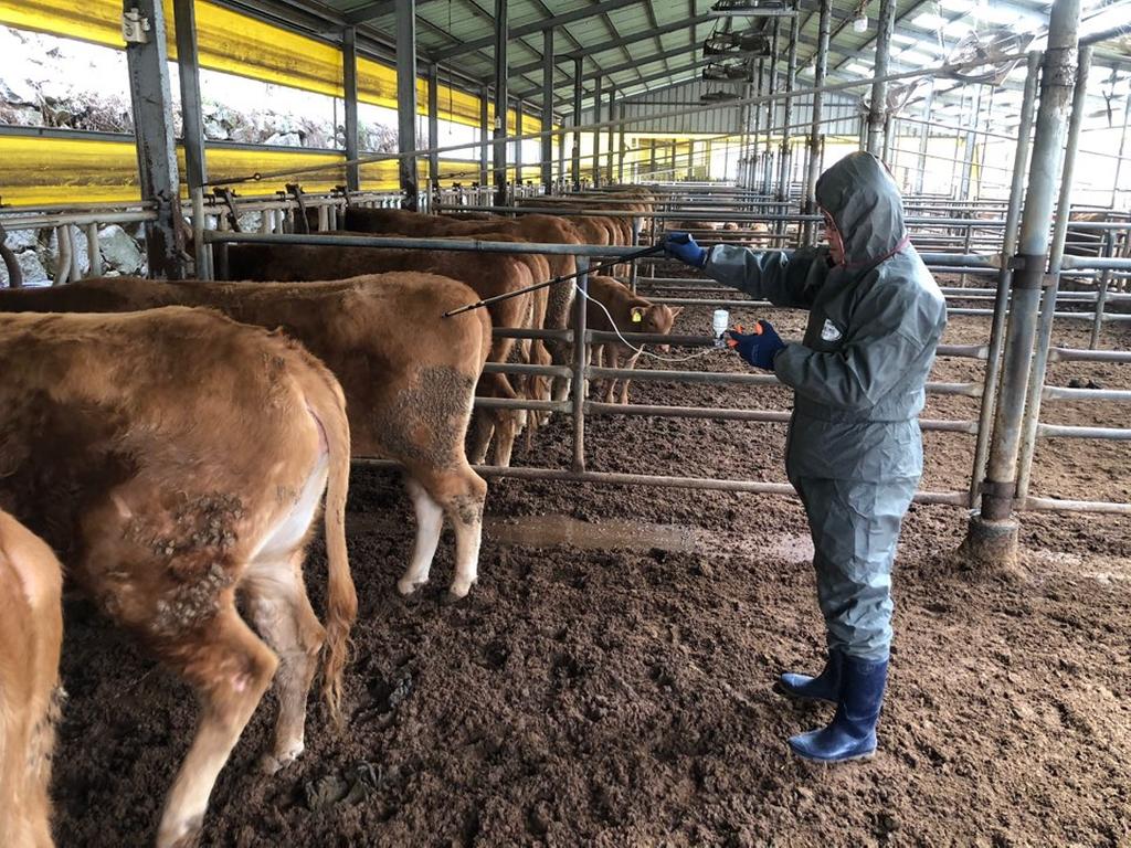 합천군, 소·염소·사슴 등 구제역 예방 백신 일제접종 실시