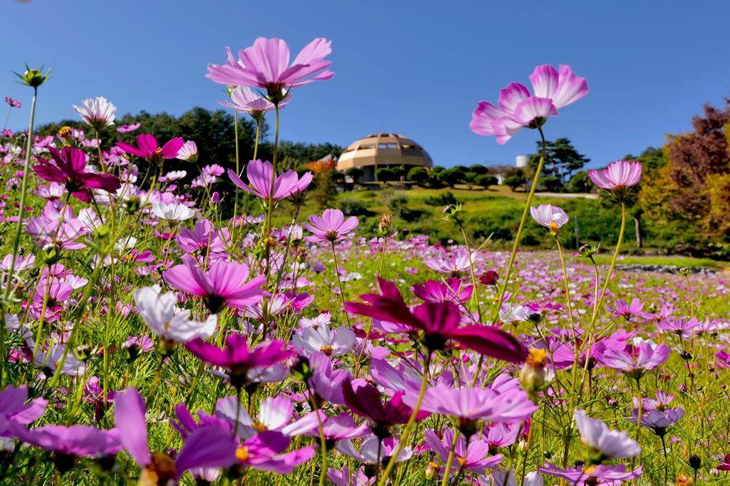 합천박물관에 코스모스 ‘활짝’