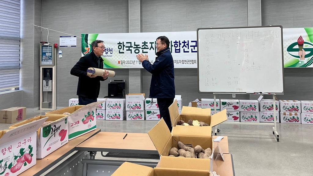 (사)한국농촌지도자 합천군연합회, 시범포 고구마 품평회 개최