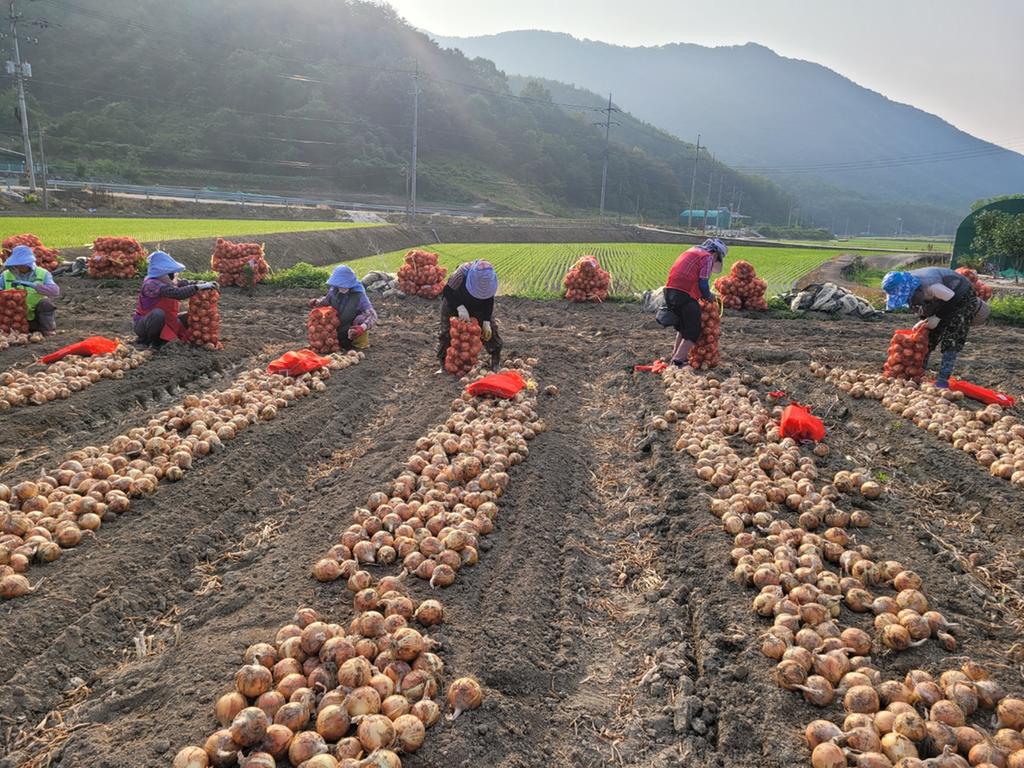 합천군, 1억 소득 농업인 2023년 1,842명 달성