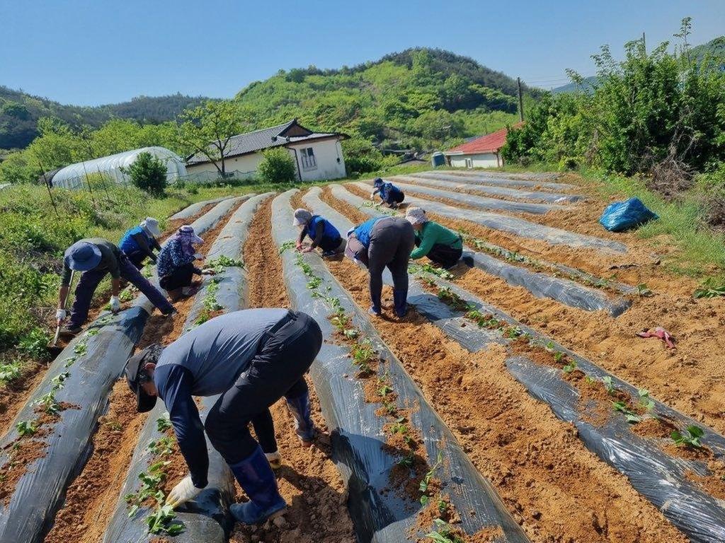 합천군 쌍백면 주민자치위원회, 고구마 심기 행사 실시