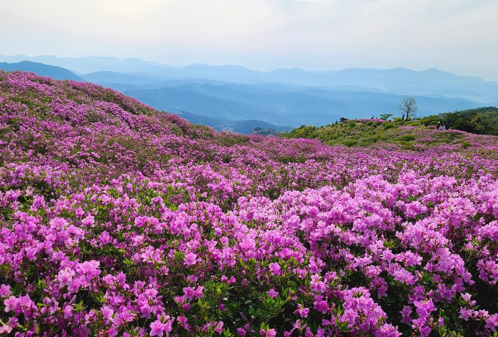  경남 합천군, 제28회 황매산 철쭉제 성황리에 종료