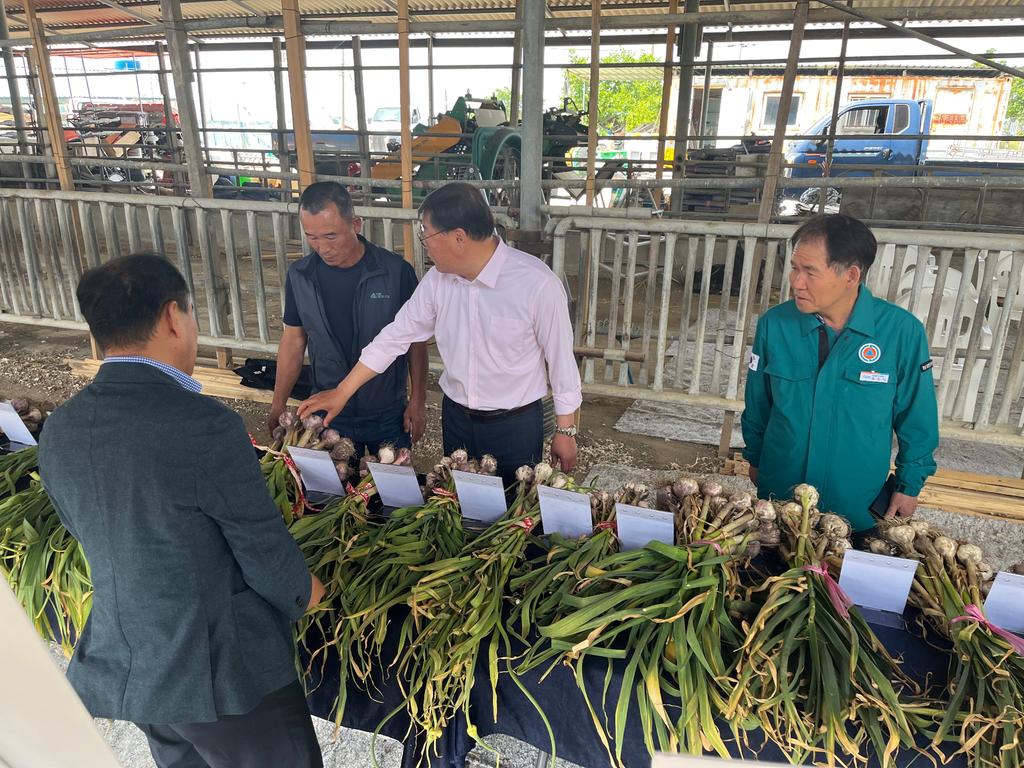 합천군, 조직배양 마늘 주아 종구 평가회 성료