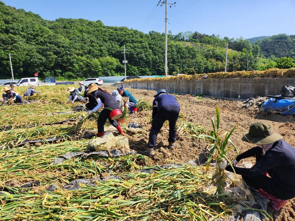 합천군 쌍백면, 마늘수확 일손돕기 나서