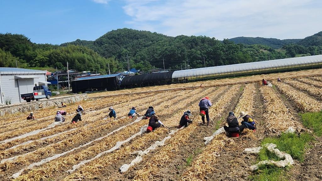 (사)한국여성농업인합천군연합회 농촌일손돕기 봉사활동 실시