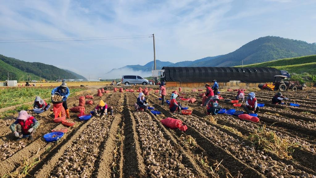 합천군, 농촌일손돕기 본격 시작