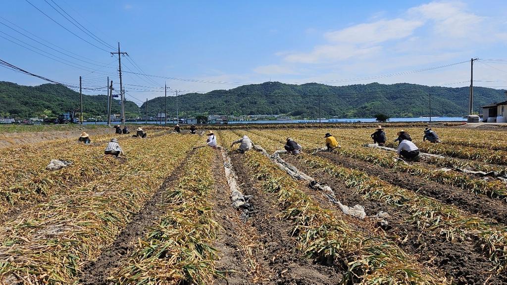 합천군 초계면, 영농철 일손돕기 봉사활동