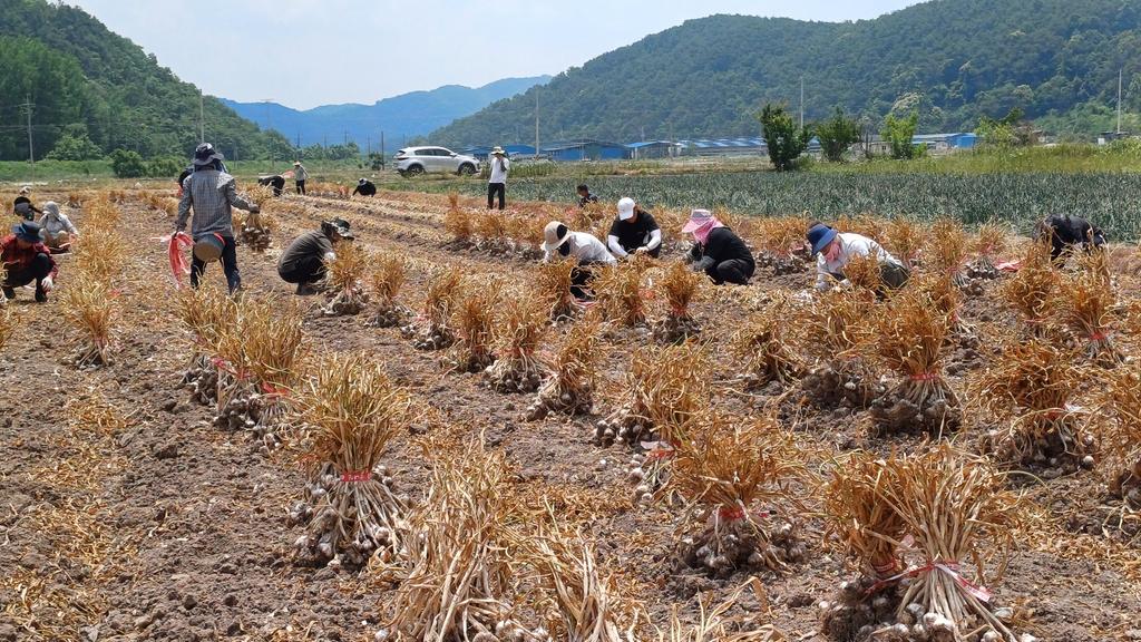 합천군 보건정책과, 농번기 일손돕기 나서