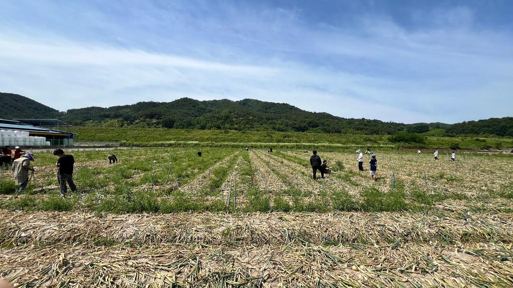 합천군 적중면 평화고등학교, 농촌 일손돕기