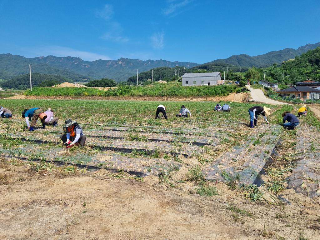합천군 문화예술과, 농촌일손돕기 봉사활동