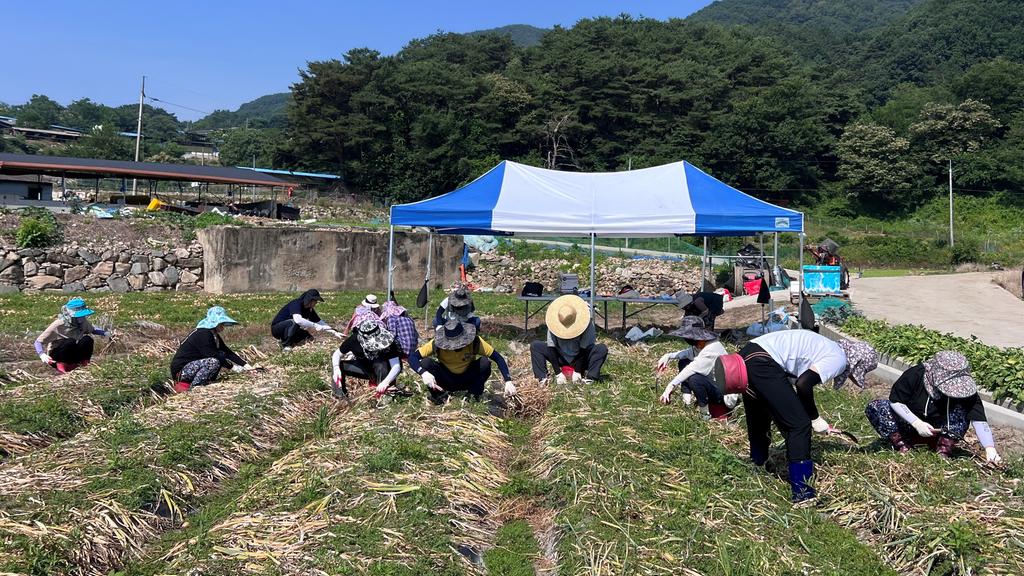 합천군 재무과, 양파 수확 일손돕기 대민 지원