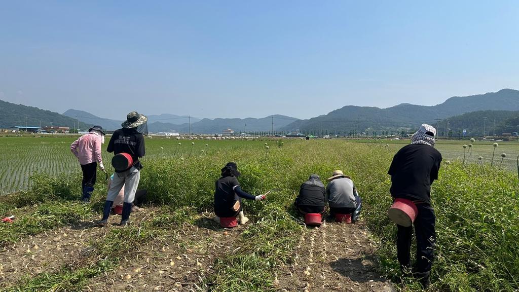 합천군 율곡면, 농촌일손돕기 구슬땀 