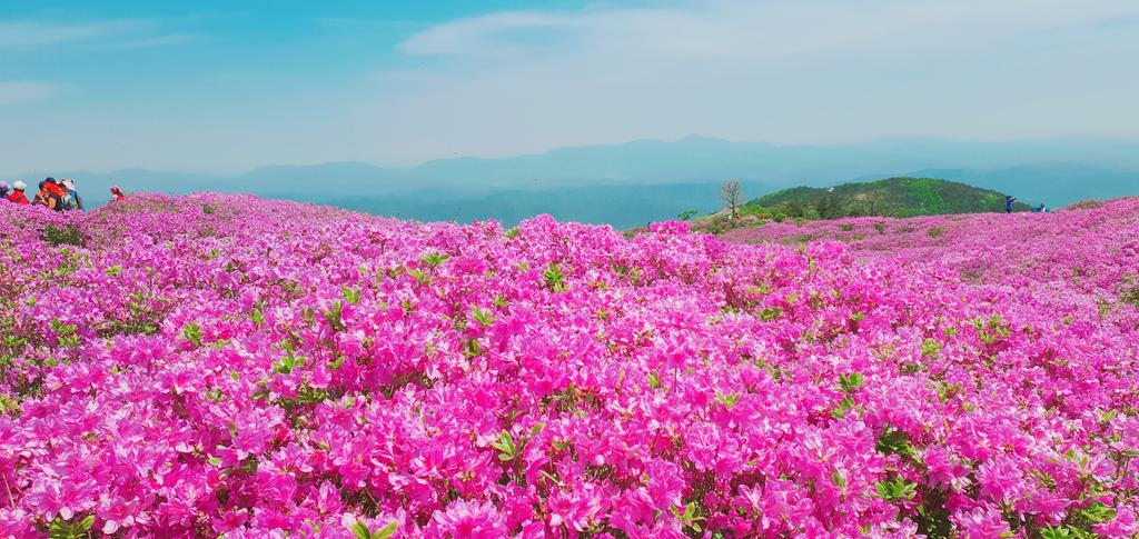 황매산전경 - 5.8.아침