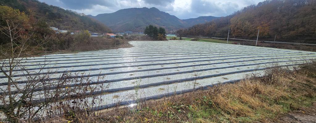 현재 마늘작목 중 