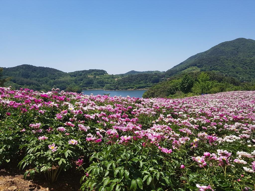 5월 작약 