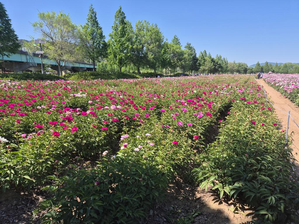 작약 1