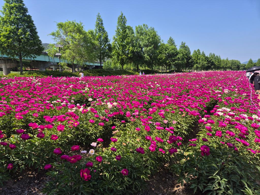 작약 1