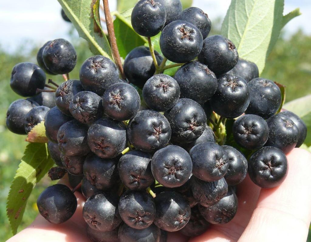 아로니아 네로(Aronia Nero)품종 삽목묘(숙지삽.맨뿌리) 2011년도 봄 정식하여, 2년째인 2012년도 8월20일경 수확후 생육뒤 11월 농장 사진