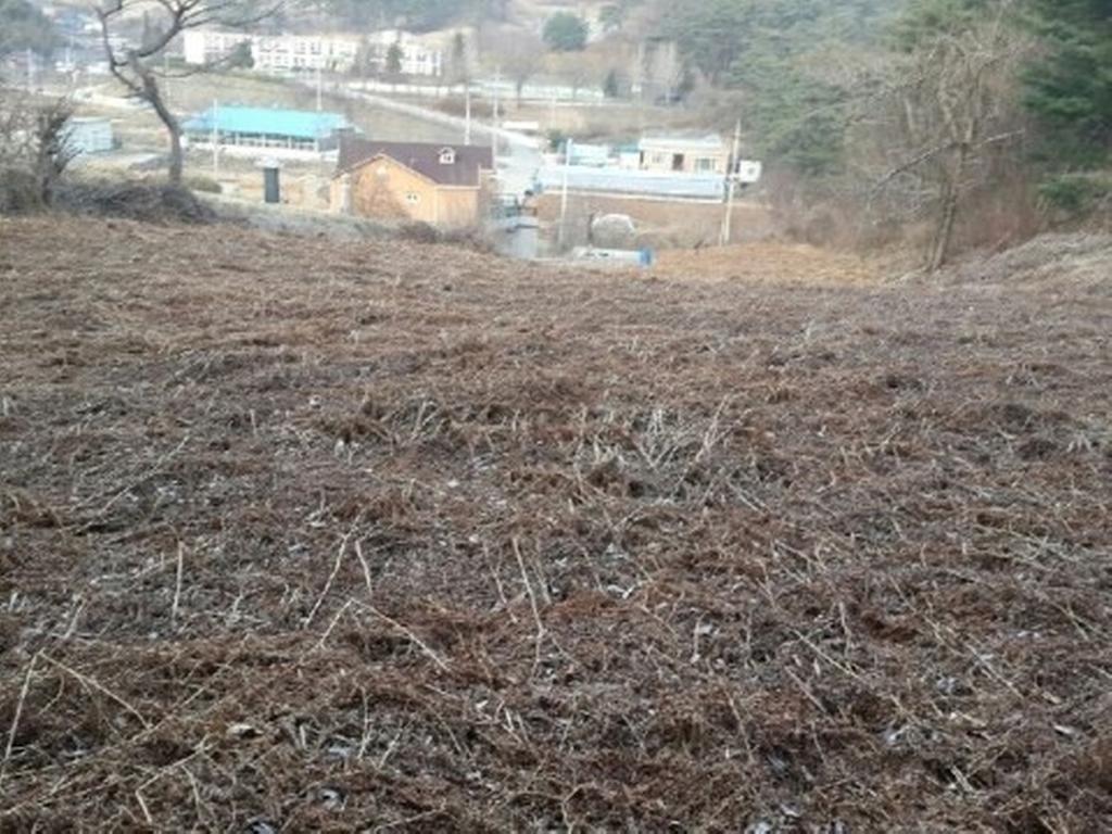 고사리밭 전경