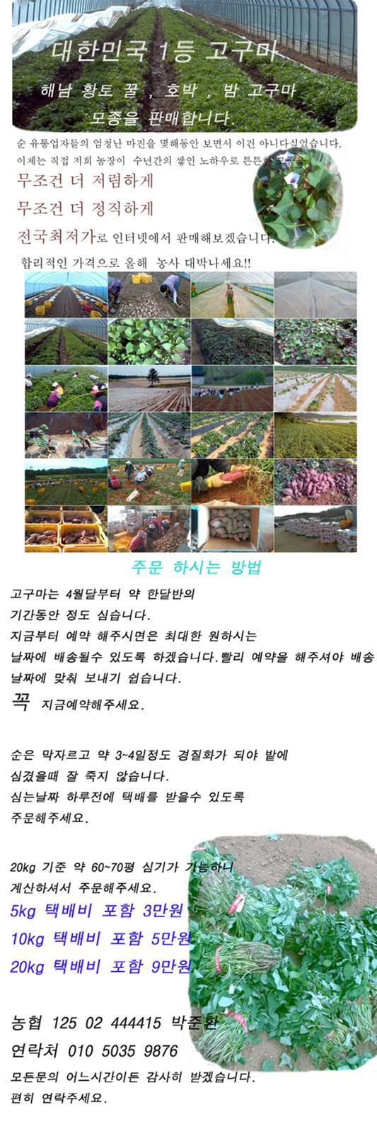고구마순