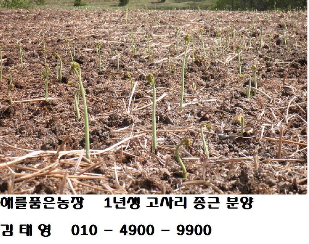 고사리 경작 사진