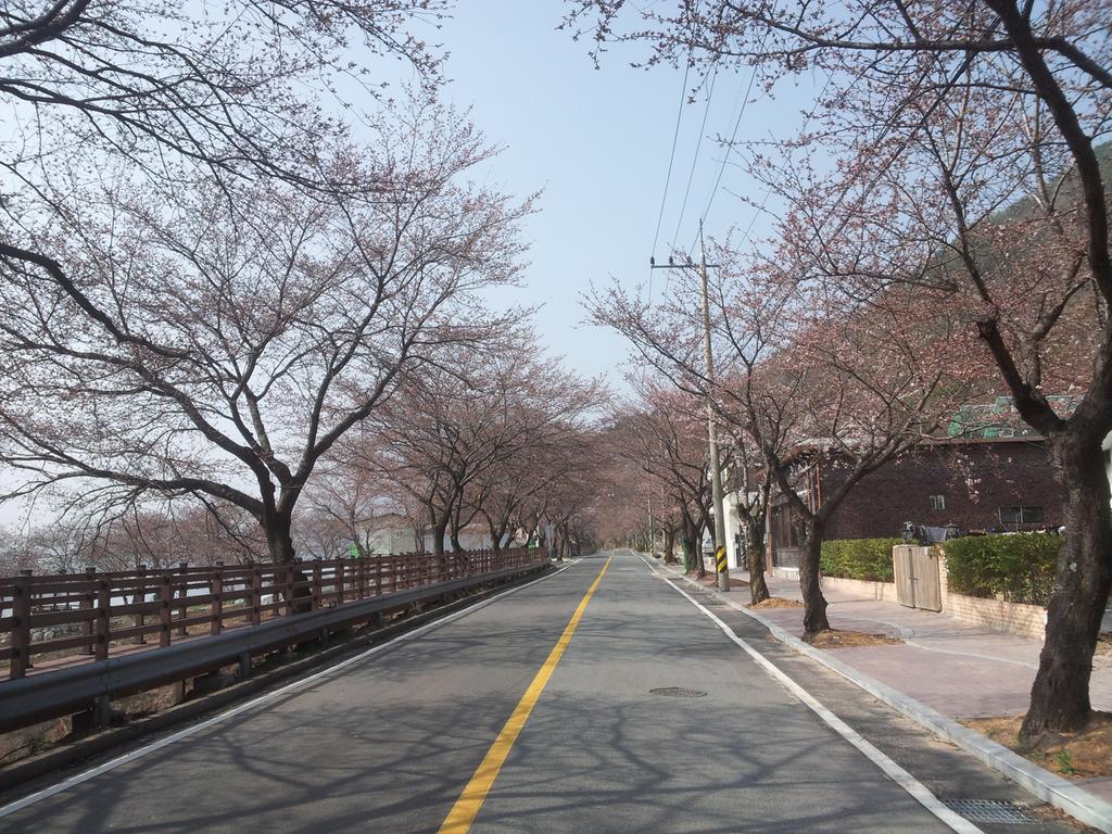 벚꽃거리