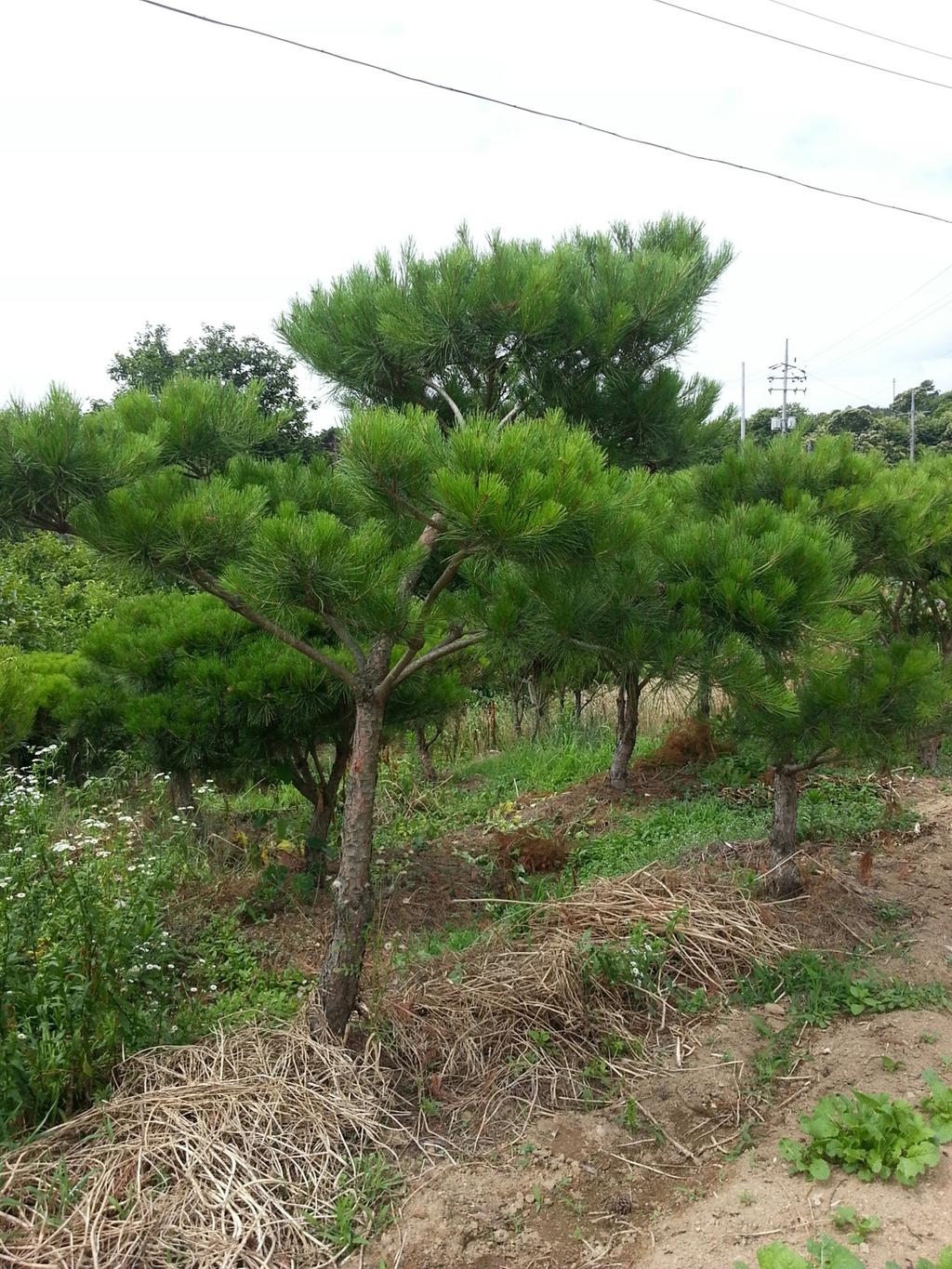 조경 소나무