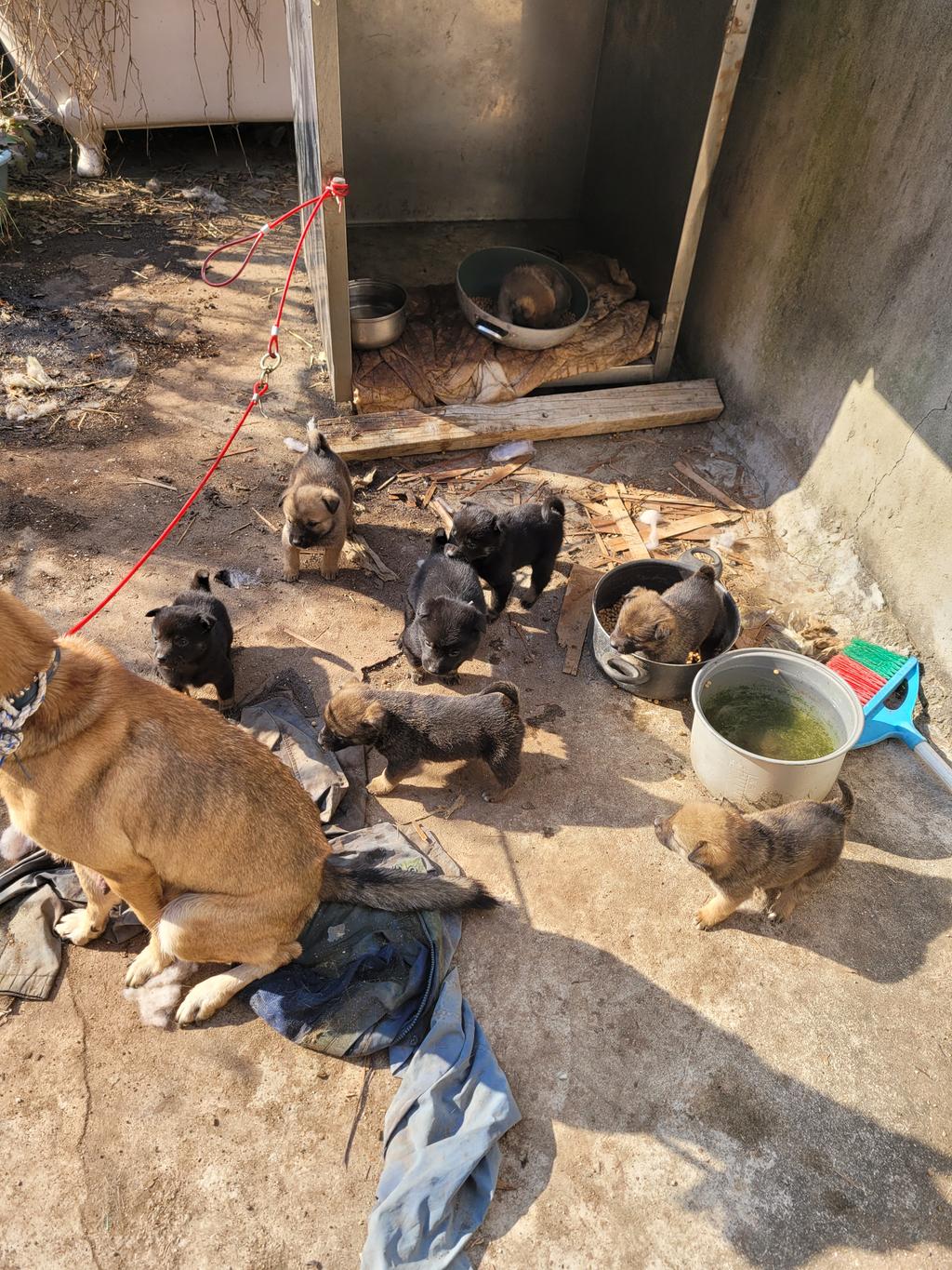 33일생 사료잘먹습니다