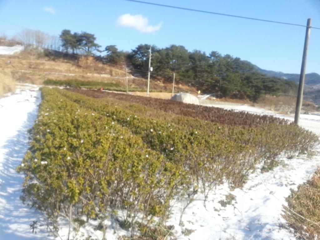 철쭉