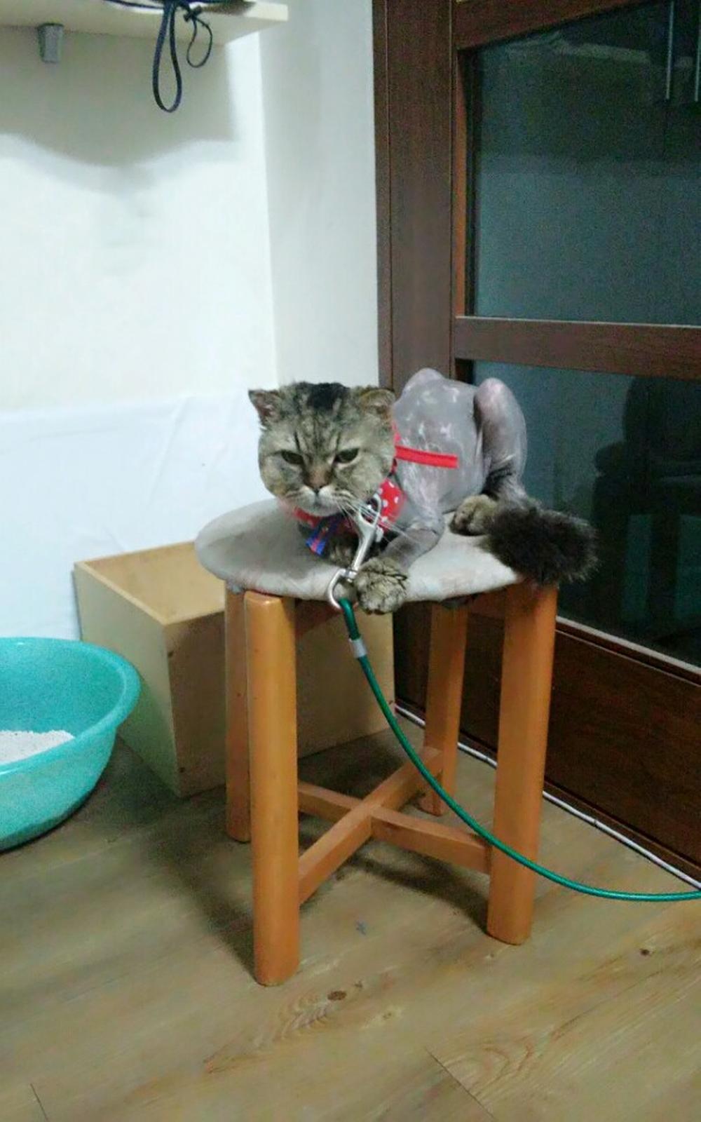 애완고양이