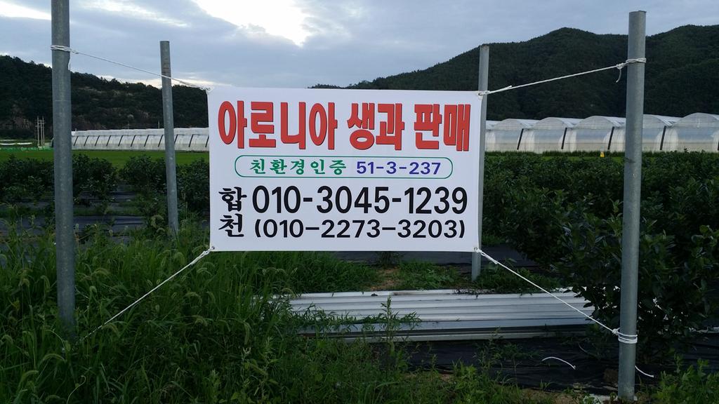 아로니아사진
