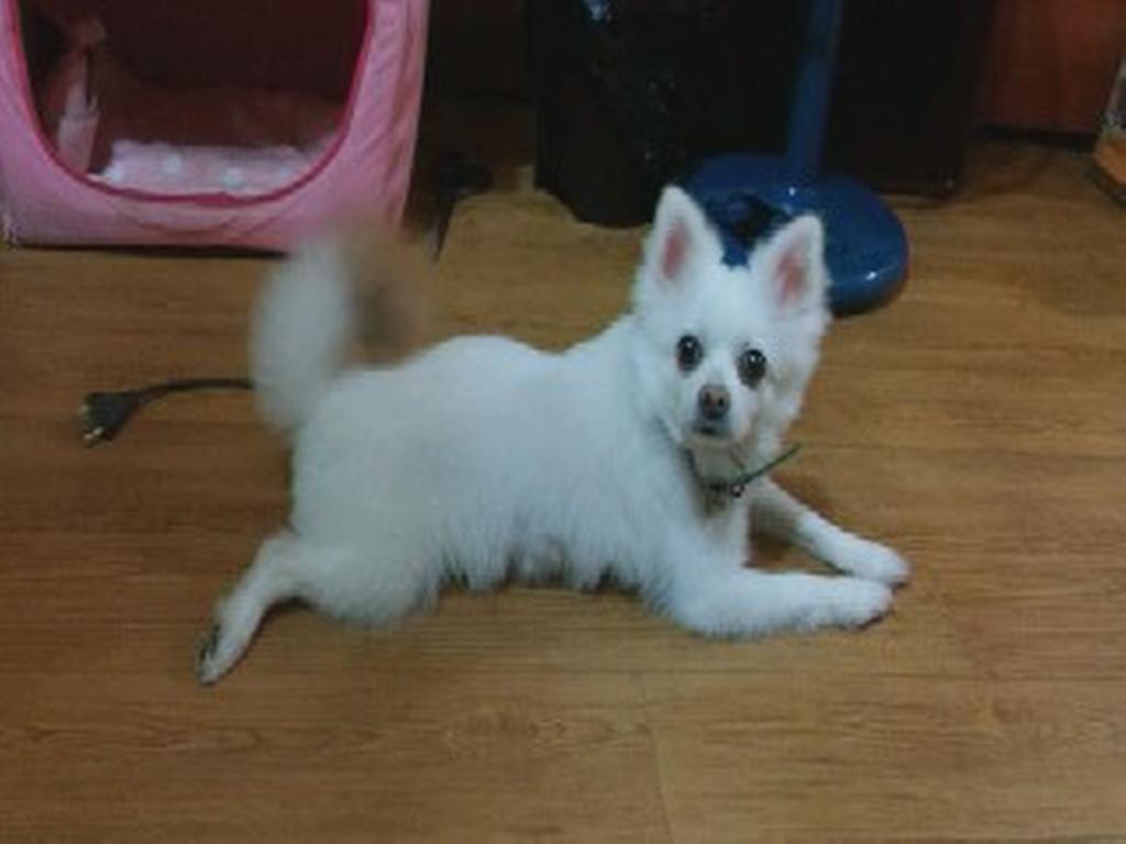 강아지 사진