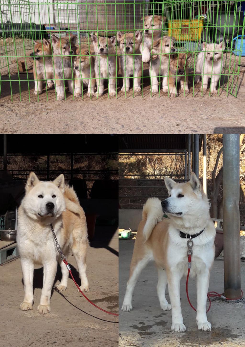 강아지 실제사진입니다