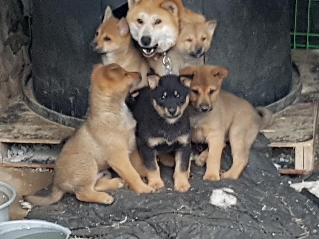 진돗개 강아지 모습1