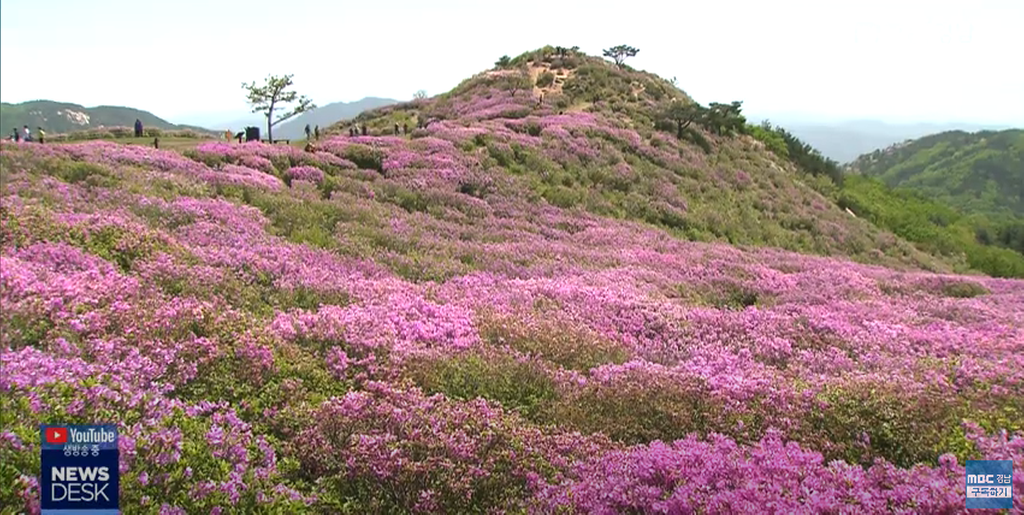 황매산 철쭉