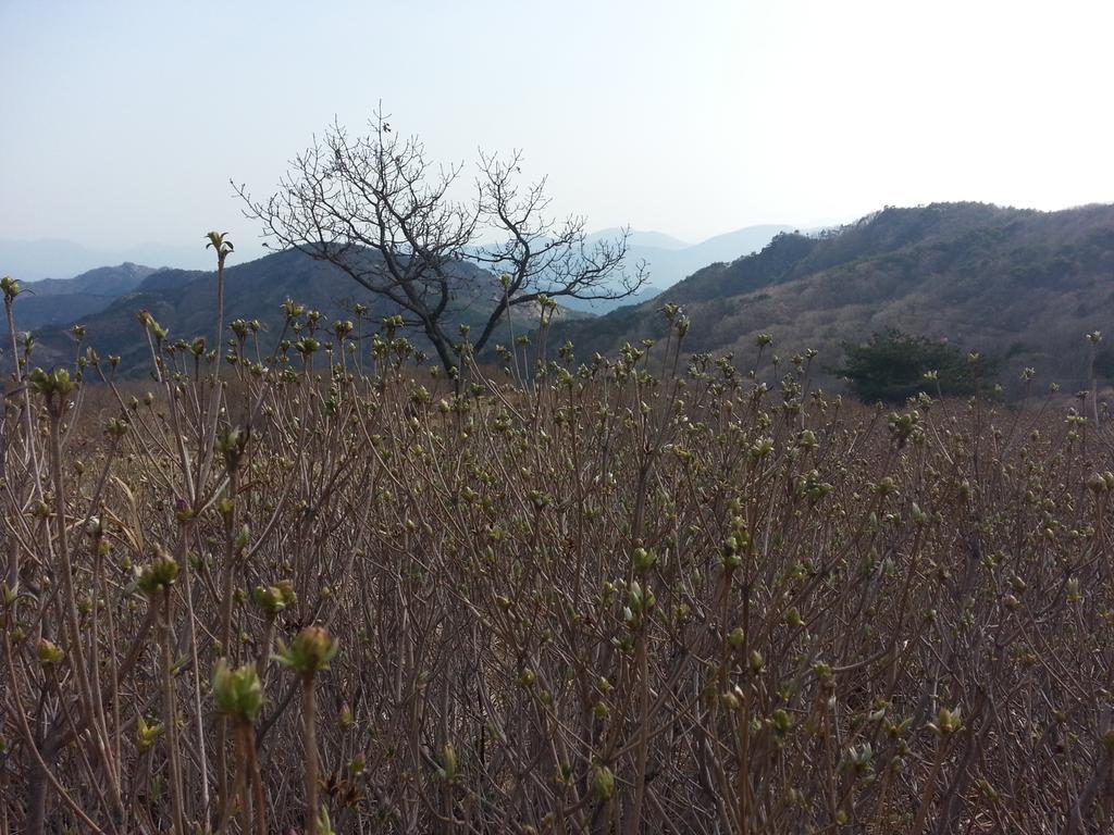 철쭉개화현황