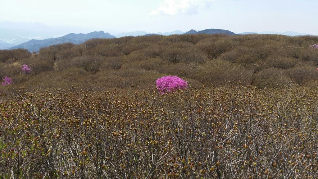 제2군락지(해발900m)
