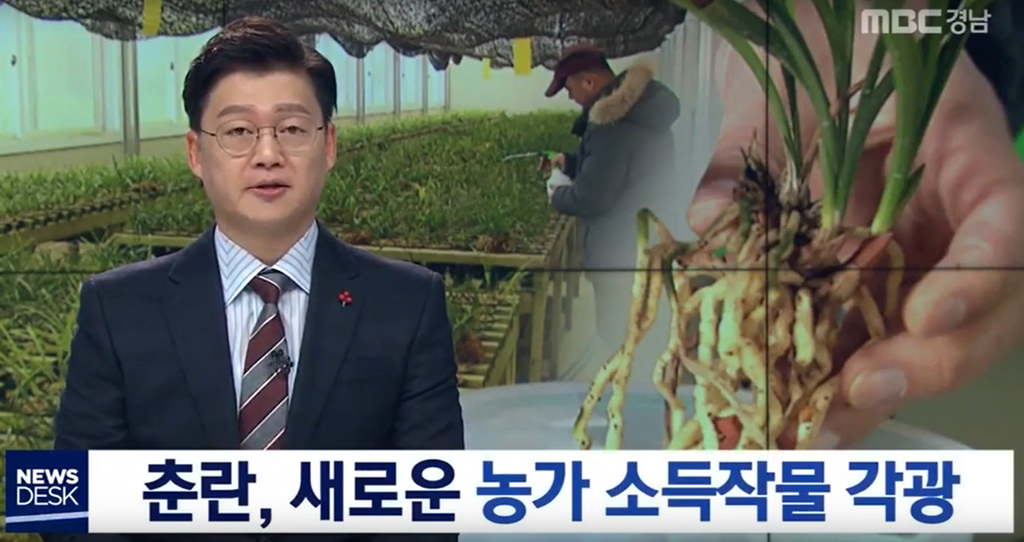 춘란 신소득 작물 각광