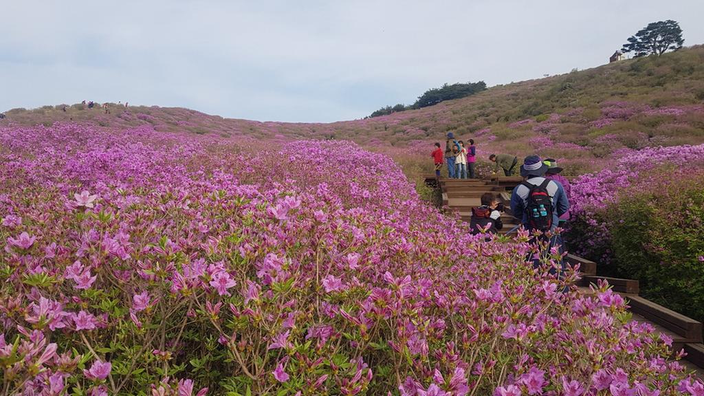 2019년 5월 6일 개화상황